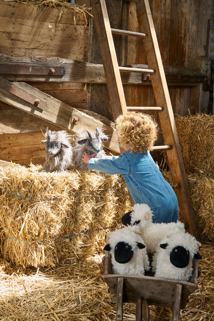 Nana Huchy Aiden the Angora Goat